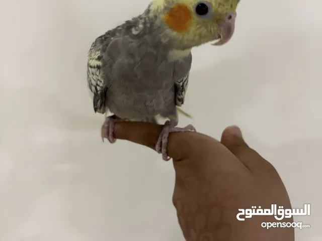 كوكتيل مدرب للبيع
