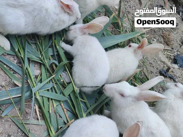 ارانب لون ابيض للبيع عدد11 كبار وصغار