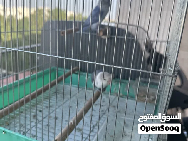 طير بغبغاء أسنان أزرق