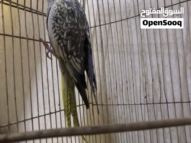 كوكتيل للبيع وحشي