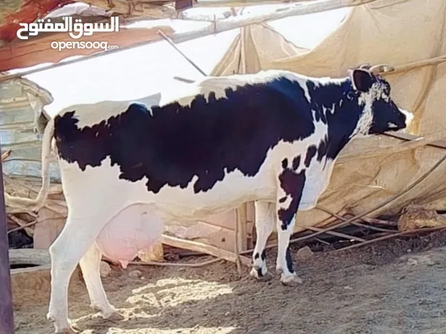 بقرة فريز عشار كبير
