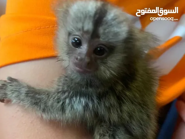 مارموس جميل
