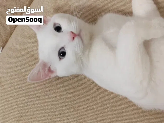 Turkish angora looking for a loving home. 12 months old