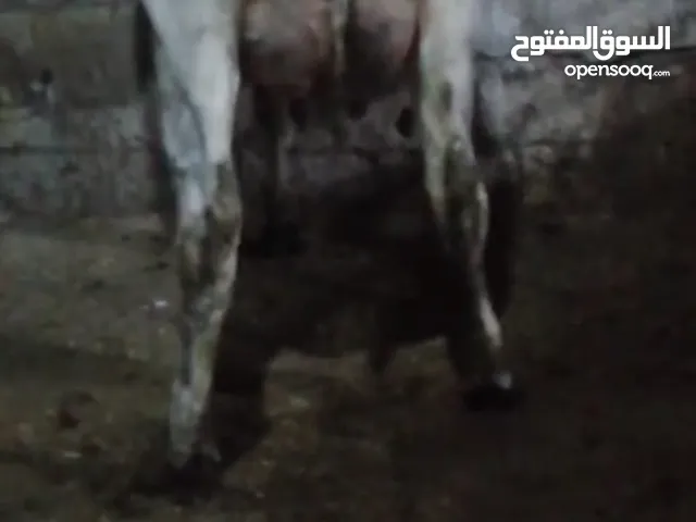 بكاكير اول بطن درار