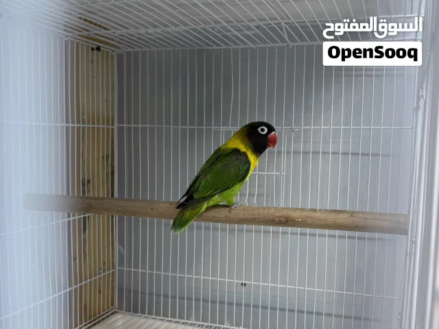 غندور فيشر افريقي حبري واخضر خط اول التك ب50