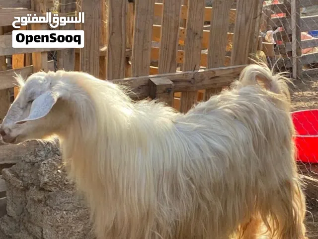 للبيع تيس محقوص