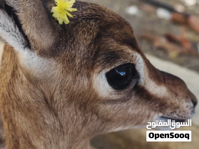 للبيع أنثى الديماني اليفه العمر  22 يوم متعوده على المرضعه والاماكن المفتوحه للتواصل على واتس اب