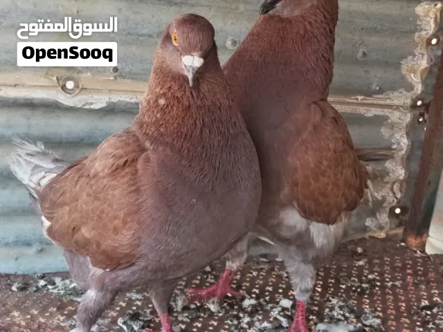 جوز كنقات للبيع او للبدل تحتيهن جوز بيض
