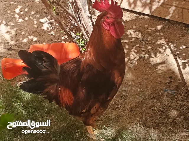 دجاج عرب بصراوي
