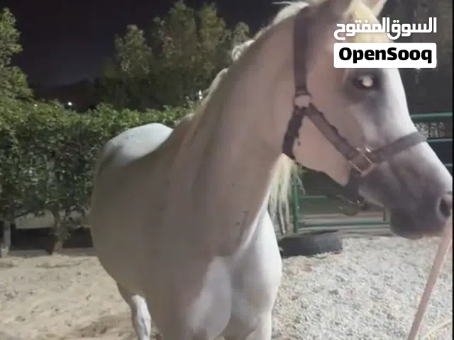 فرس بلدية للبيع