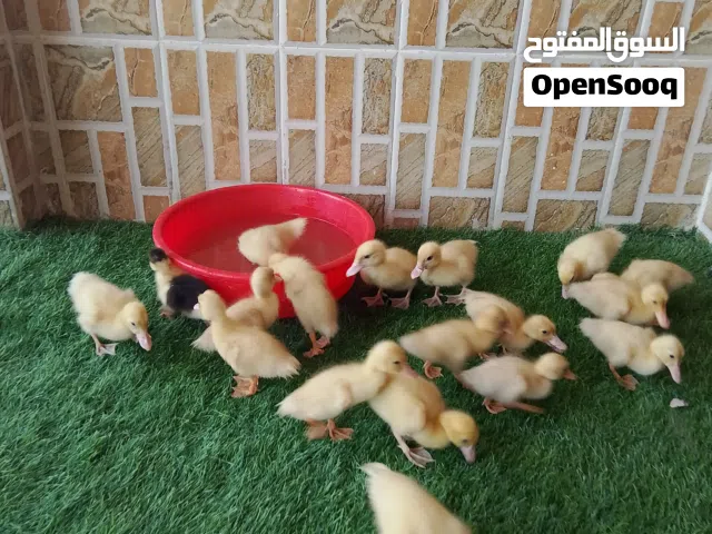 بيع بط عماني