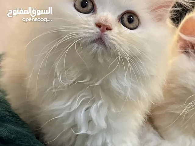 كيتن ذكر 3 شهور