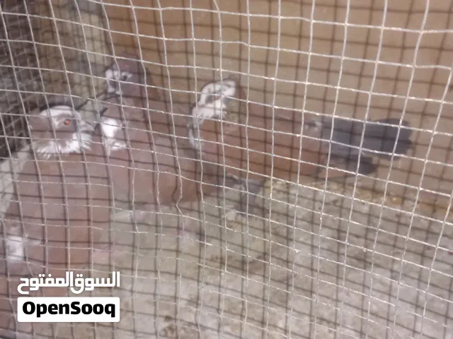 طيور للبيع