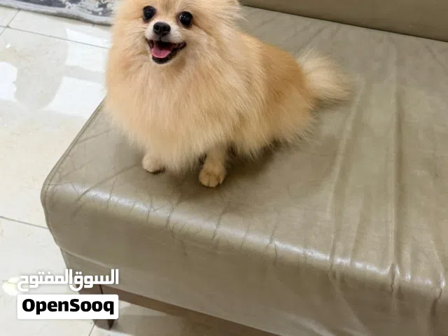 Pomeranian Female