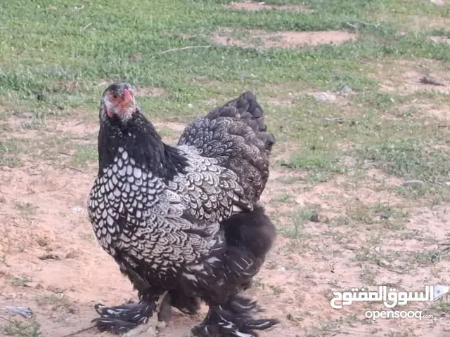 فلاليس براهما للبيع