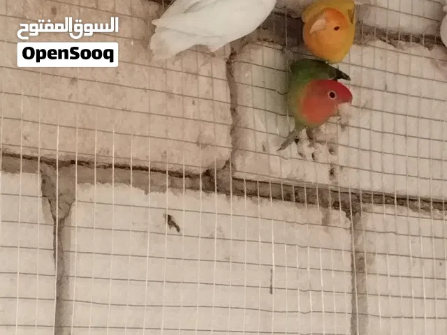 السلام عليكم عندي كوبيه عصافير الانثا اورنج عين حمره و الذكر البينو  عين  حمره نبي نبدل   الدكر
