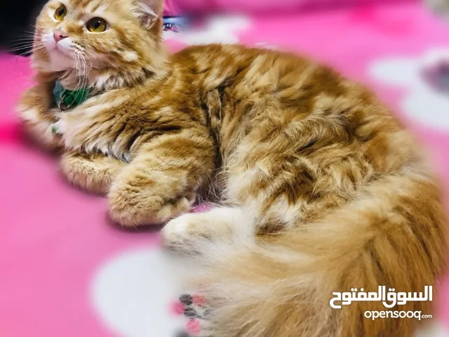زوج قطط نوع شيرازي العمر سنه مع بطاقه لقاح