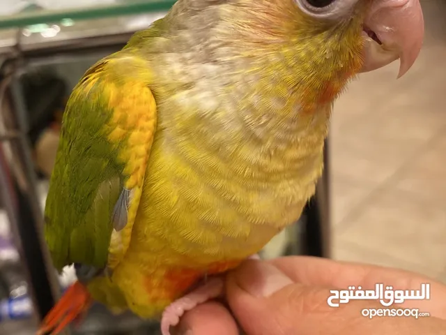 ببغاء جرين شيك مميز جدا جدا زي اللعبة فرخ نهاية فطم