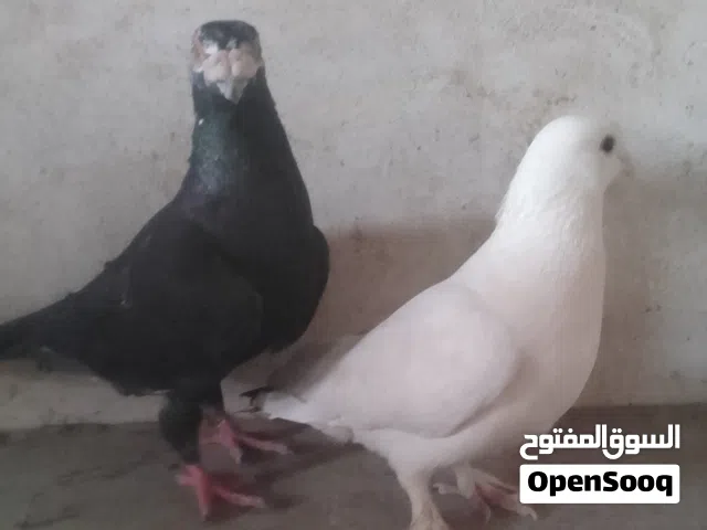 حمام للبيع