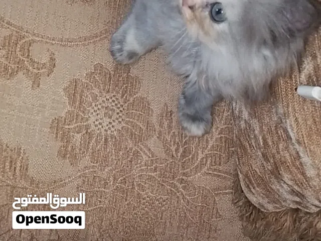 سكوتش فولد ستريت انثى