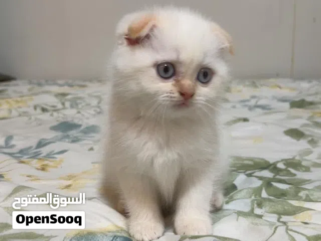Playful and friendly Scottish-fold-British short hair Available for Adoption