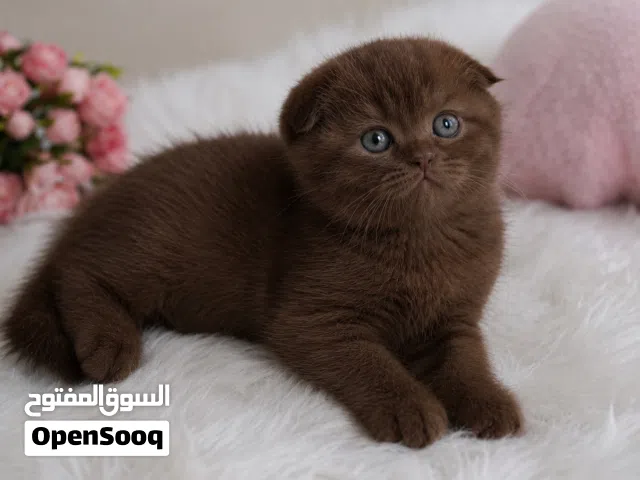أنثى سكوتش فولد دارك جوكلت