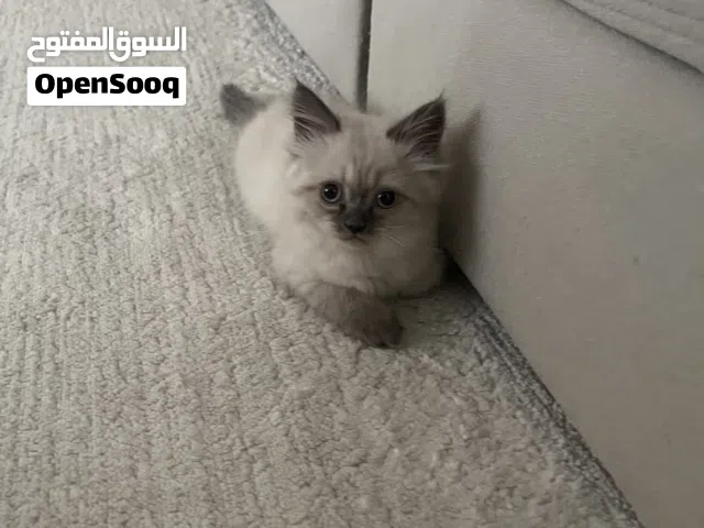 قطط مكس ( راغدول هملايا )جميله وذكية واليفات جدا ( تربيه منزليه ) تبارك الرحمن العمر شهرين
