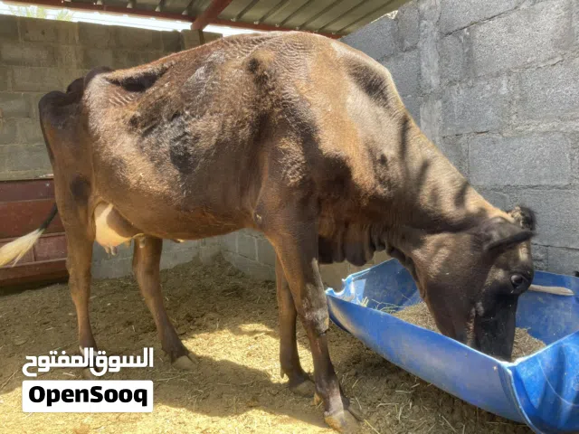 عجله نمساويه تحدر