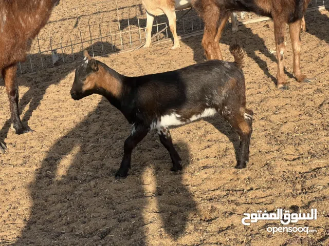 معز بقمي صخلا