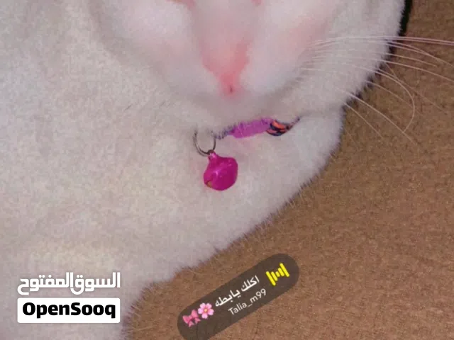 قط للتبني انضيف