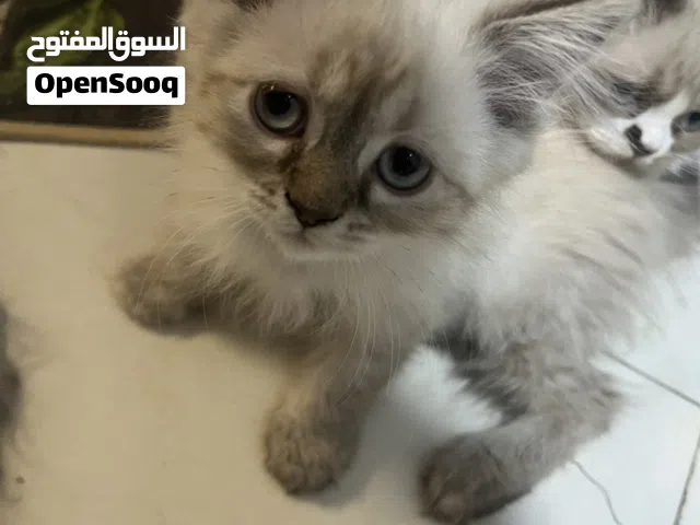 قط أنثى للبيع