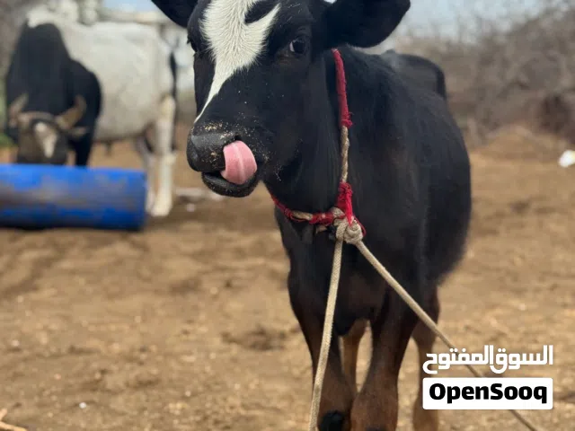 عجل ظفاري نمساوي