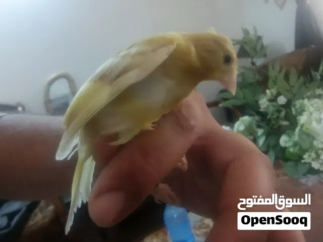 جوز مخاليف رازا جاسب