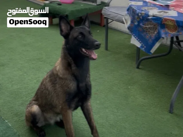 مالينوا مدربة تدريب كامل