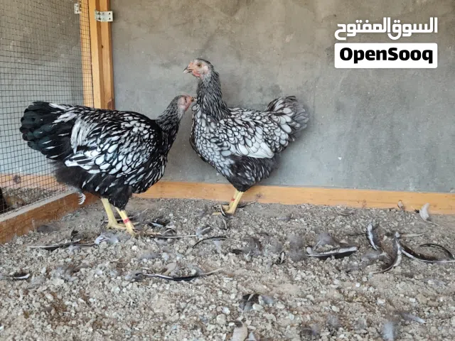 دجاج وايندوت