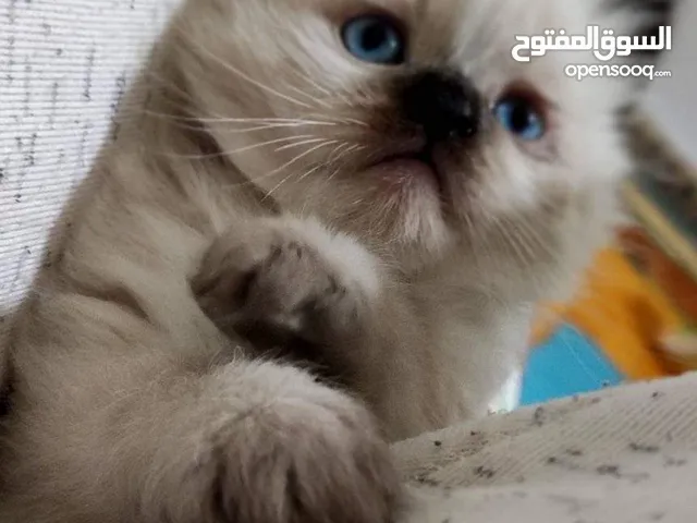 chat siamois et oungoura