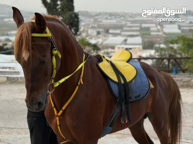 مهر عربي للبيع