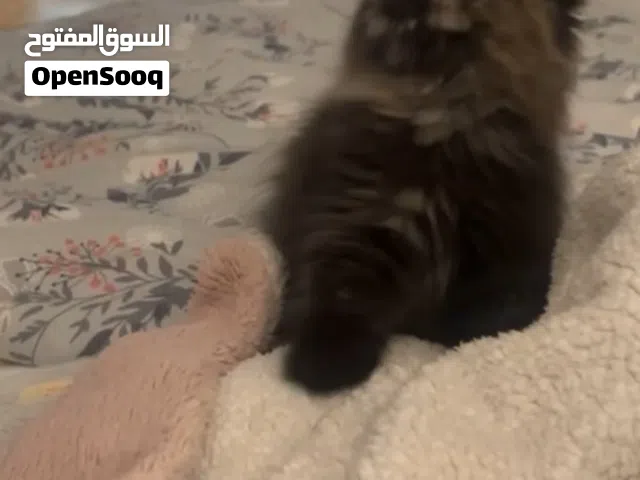 للبيع قطوه عمرها شهر