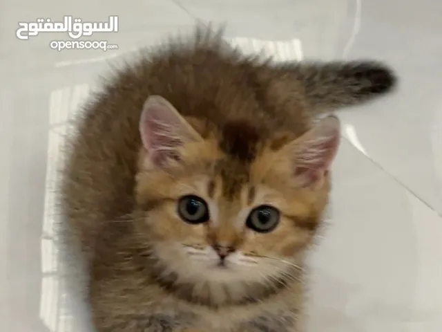 قطة قزمه
