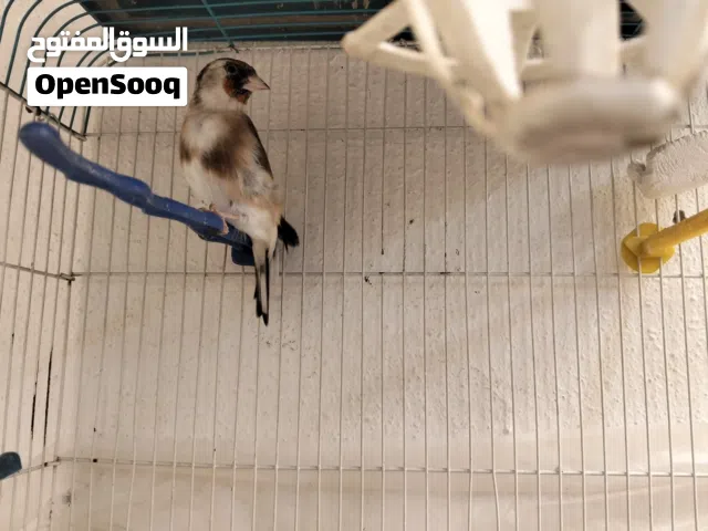 للبدل على جوز كنار