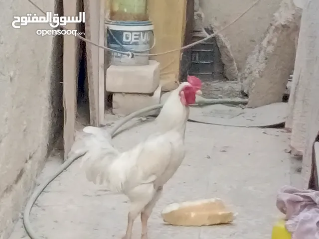 ديك ودجاجه