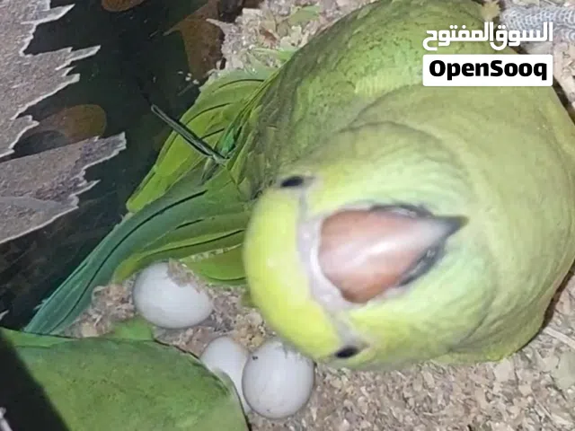 فروخ درة الهندي