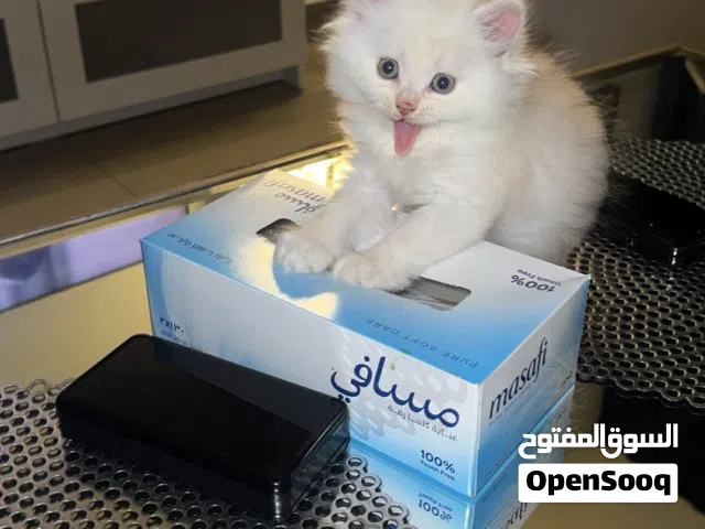 خمس قطط عمرهم 6 أسابيع للبيع