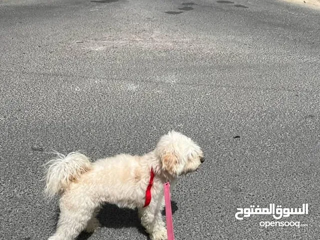 كلب بودل للبيع عمرو سنه