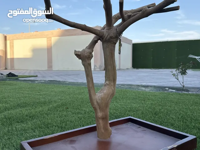 Hewy beak بغباء در بيمتوه كاسكو طيور الصغار حق طيور