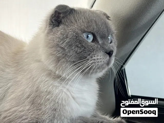 ذكور للتزاوج