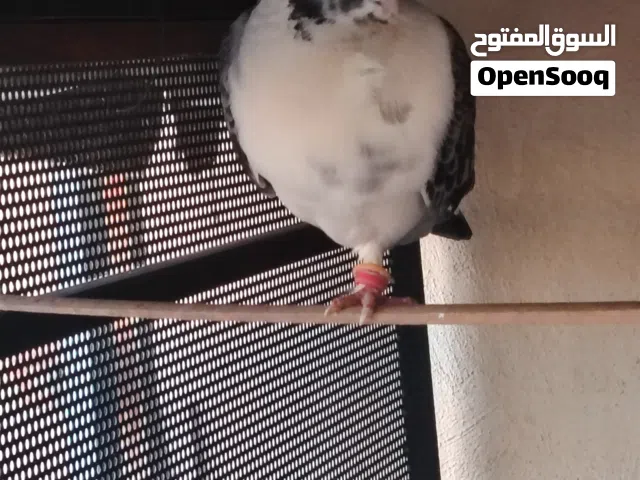 حمام اسطنبولي بقدونسي وبولندي