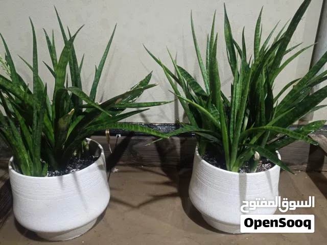 نبات سنسفيريا مع اصيصين سيراميك