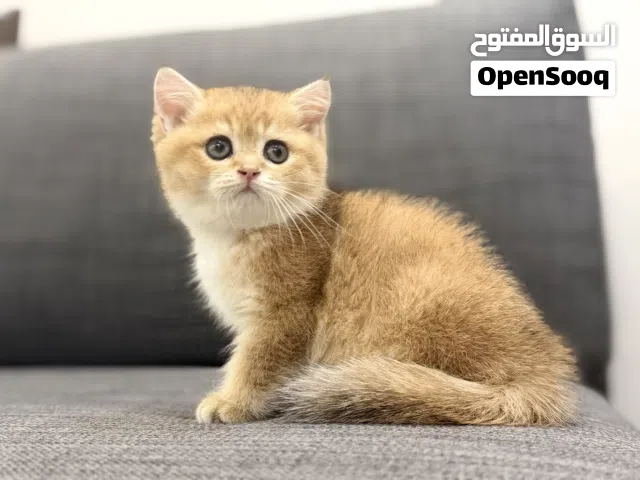 ذكر سكوتش محصن