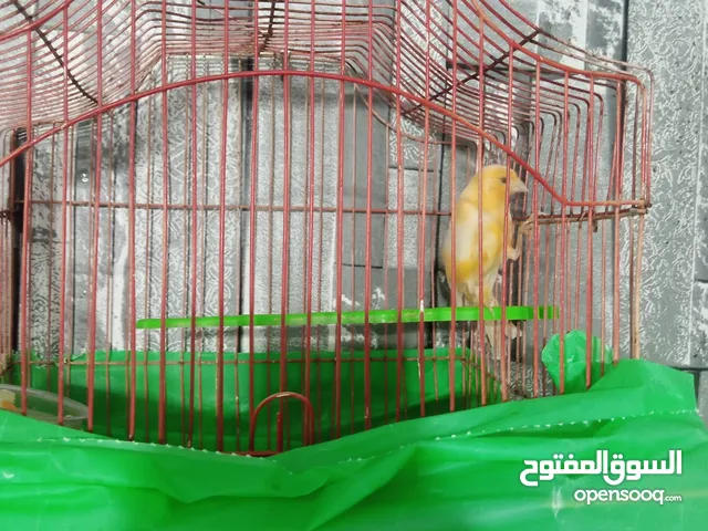 مخلف جزري غفمق بشلبك ع وجه تغريد حبه صلاه النبي